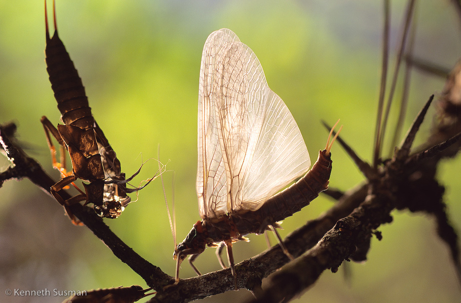 still-life-flyfish0002