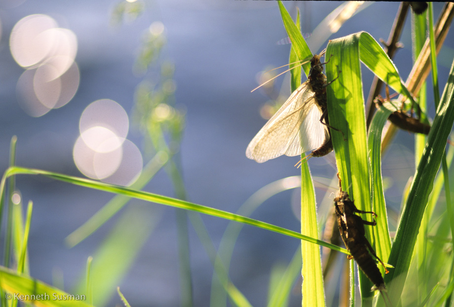 still-life-flyfish0003